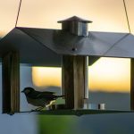 black bird on gray bird feeder