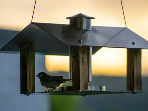 black bird on gray bird feeder