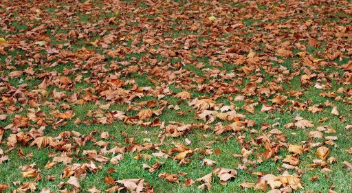 Kaal en beschadigd gazon in de herfst klaar voor herstel