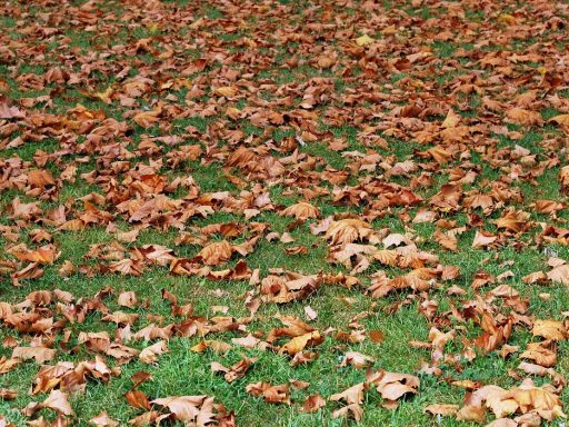 Kaal en beschadigd gazon in de herfst klaar voor herstel