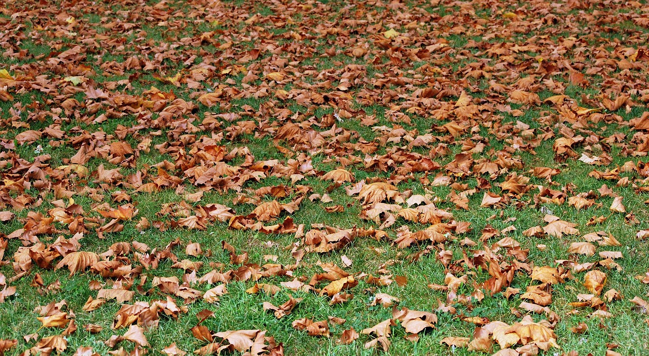 Kaal en beschadigd gazon in de herfst klaar voor herstel